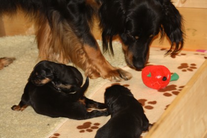 spielen