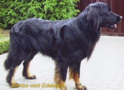 Cambo