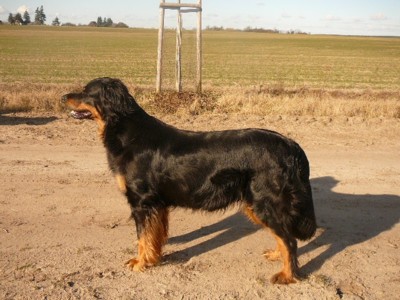 Frenja