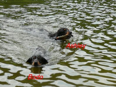 Wettschwimmen