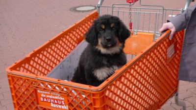 Rudi