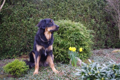 Rudi