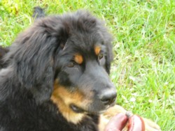 Zorro